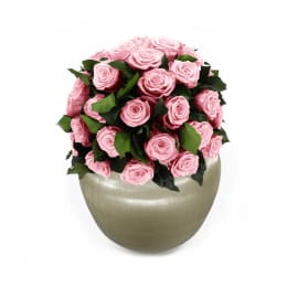 Infinite Rose Sienna