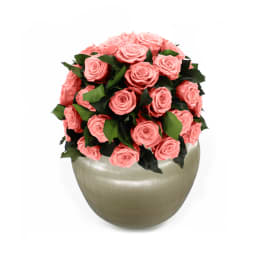 Infinite Rose Sienna