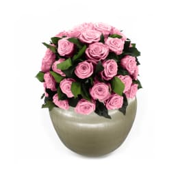 Infinite Rose Sienna