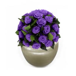 Infinite Rose Sienna