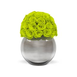 Infinite Rose Silver Palacio