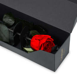 Infinite Statement Rose