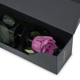 Infinite Statement Rose