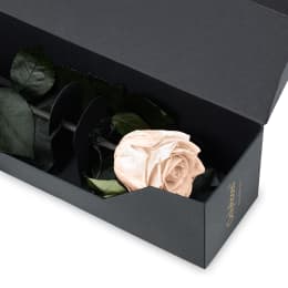 Infinite Statement Rose