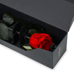 Infinite Statement Rose