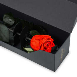 Infinite Statement Rose