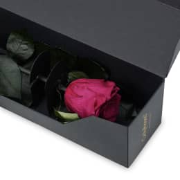 Infinite Statement Rose