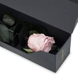 Infinite Statement Rose