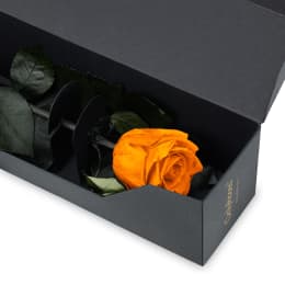 Infinite Statement Rose