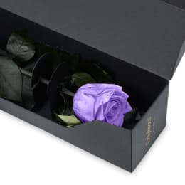 Infinite Statement Rose