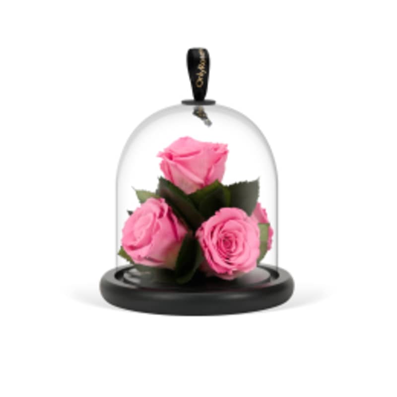 International Women's Day Luxury Roses - Beverly Hills | OnlyRoses