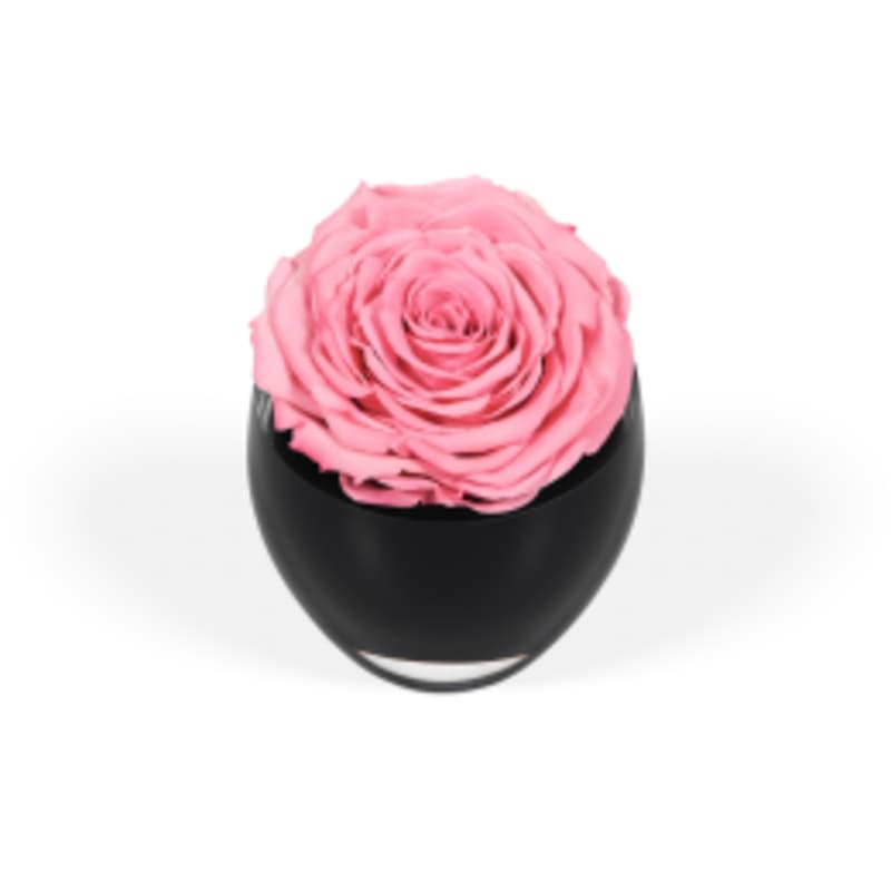 Luxury Roses For Your Home - London Delivery | OnlyRoses