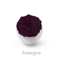 aubergine roses