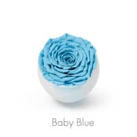 baby blue roses