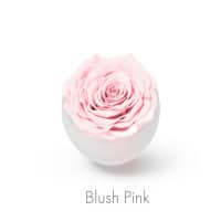 blush pink roses