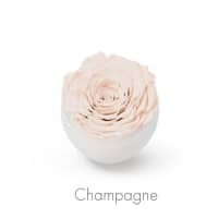 champagne roses