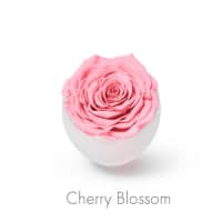 cherry blossom roses