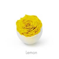 lemon roses