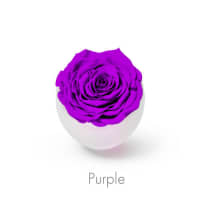 purple roses
