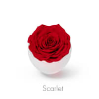 scarlet roses