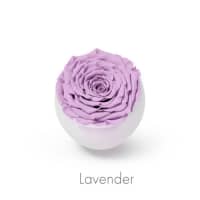 lavender roses