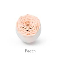 peach roses