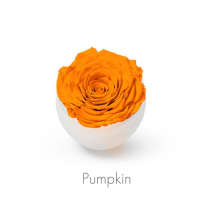 pumpkin roses