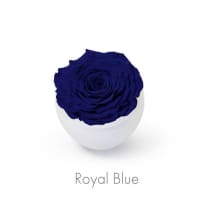 royal blue roses