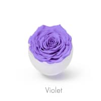 violet roses
