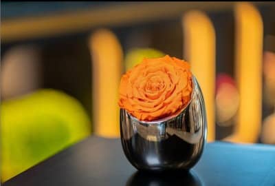 Infinite Rose Luna from OnlyRoses