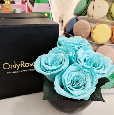 Infinite Rose Quartet from OnlyRoses