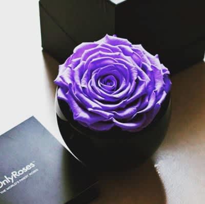 A Long Lasting Gift of Roses from OnlyRoses