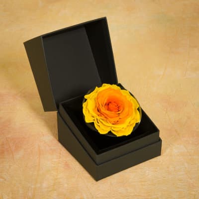 A Long Lasting Gift of Roses from OnlyRoses