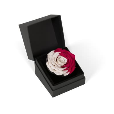 A Long Lasting Gift of Roses from OnlyRoses