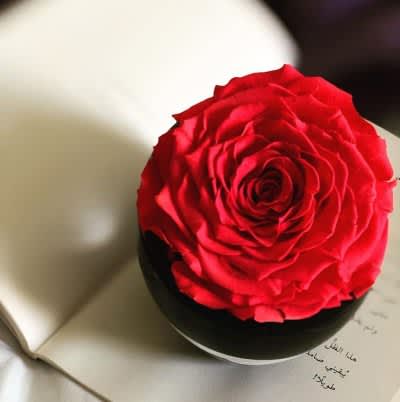 A Long Lasting Gift of Roses this Valentine's Day with OnlyRoses
