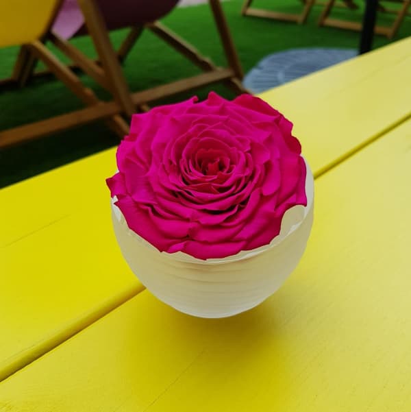 Infinite Red Rose Infinite Red Rose