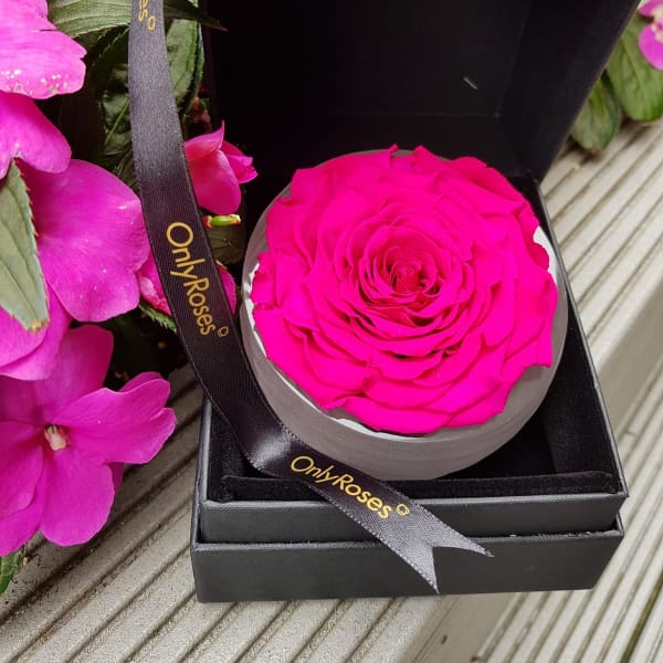 Presentation Rose Presentation Rose