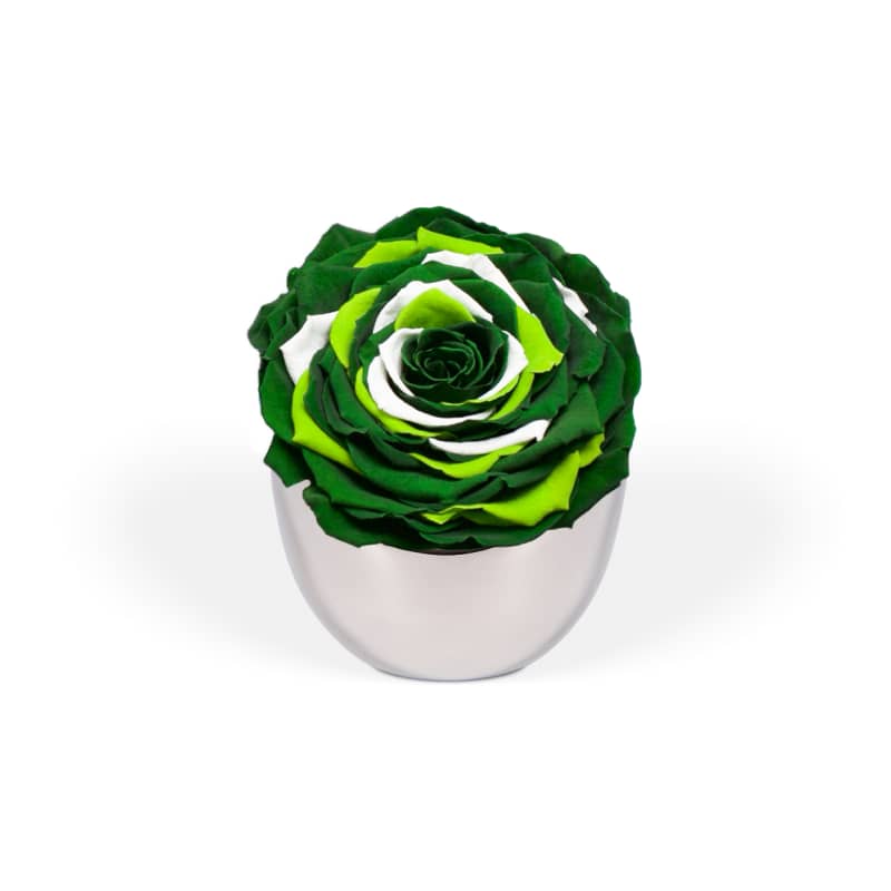 Infinite Rose Luna main image 0