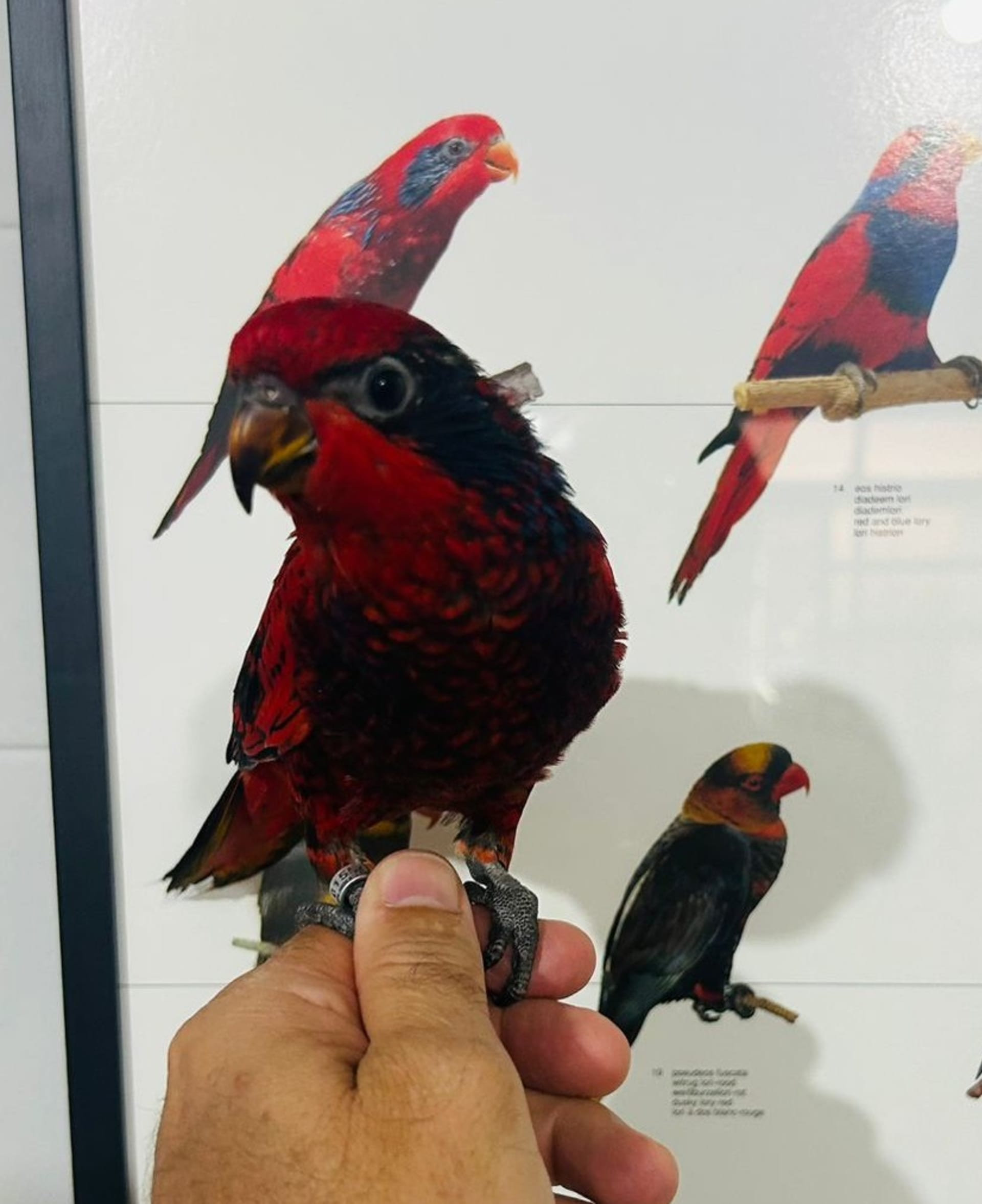 Macho Reticulata