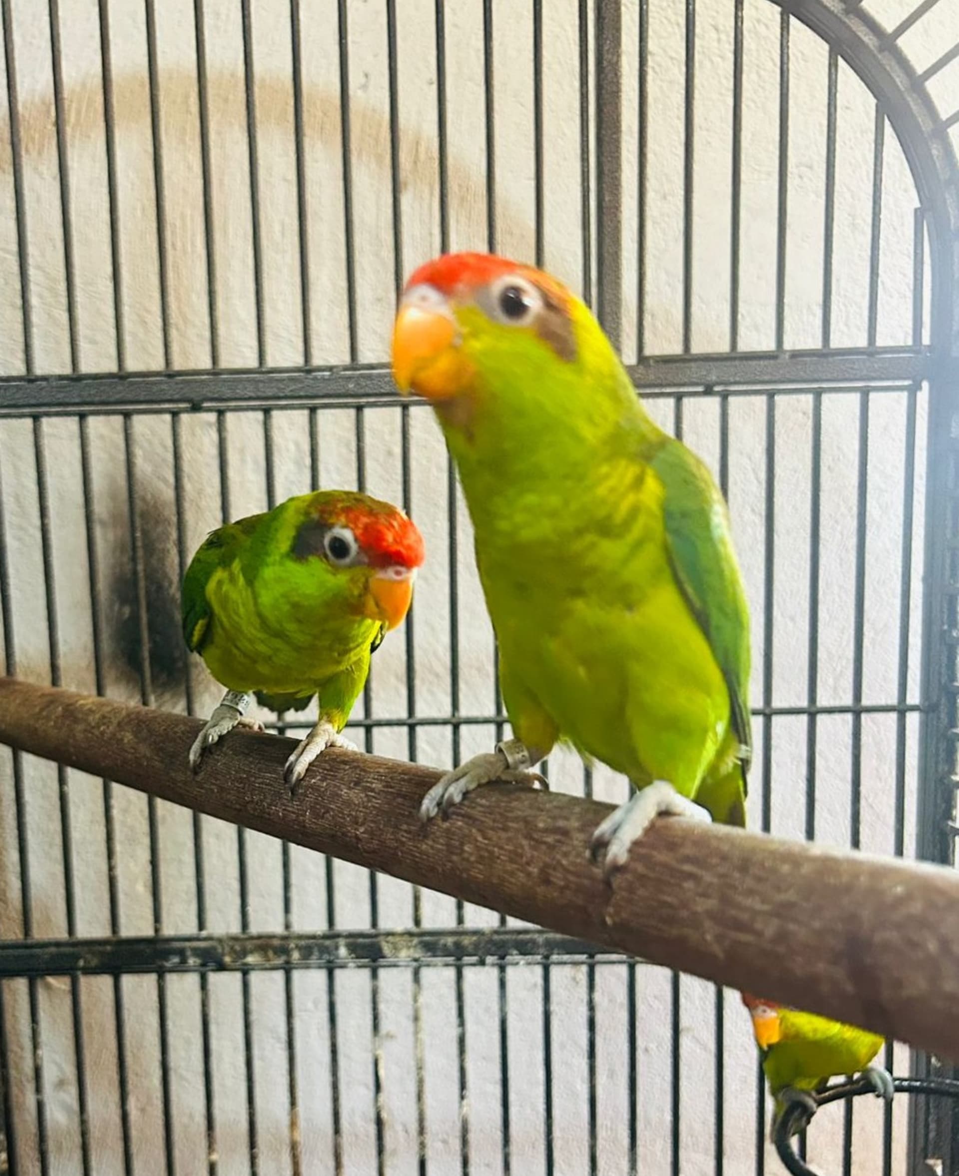 Casal RARÍSSIMO 