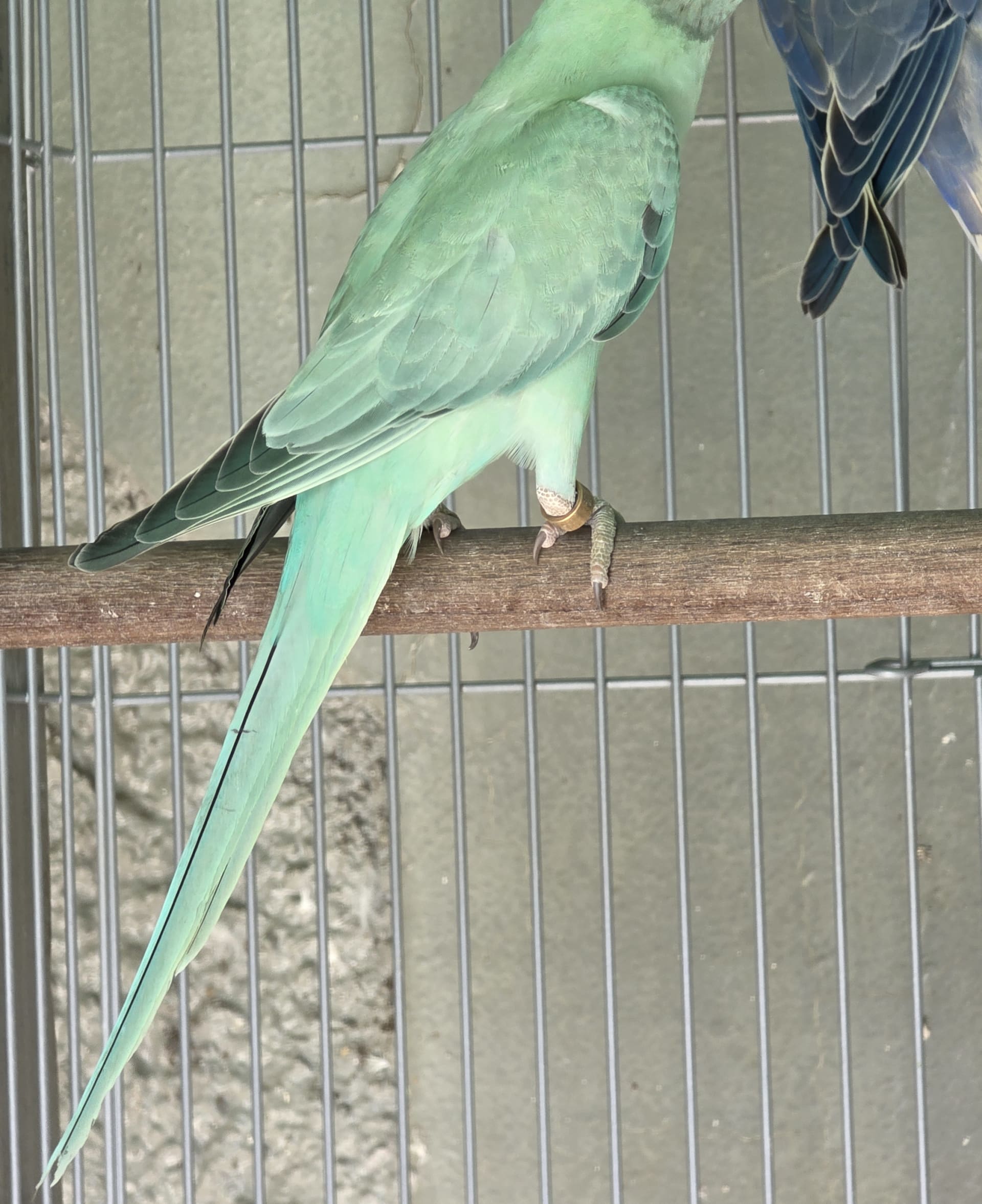 Femea opalina esmeralda