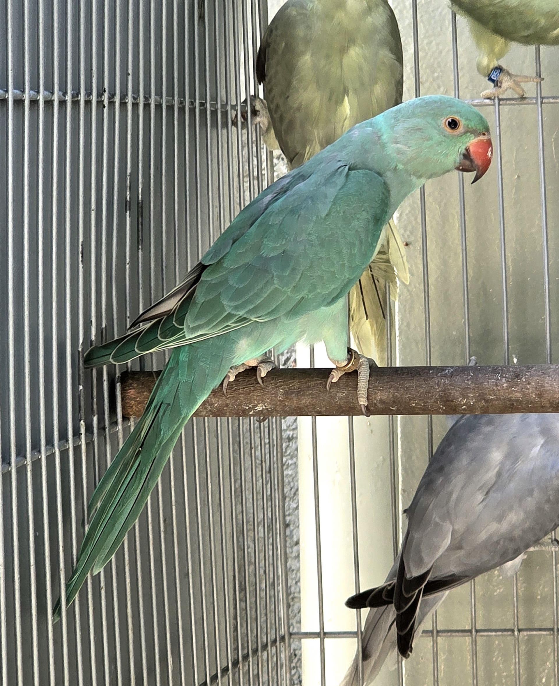 Dispondo de femea esmeralda