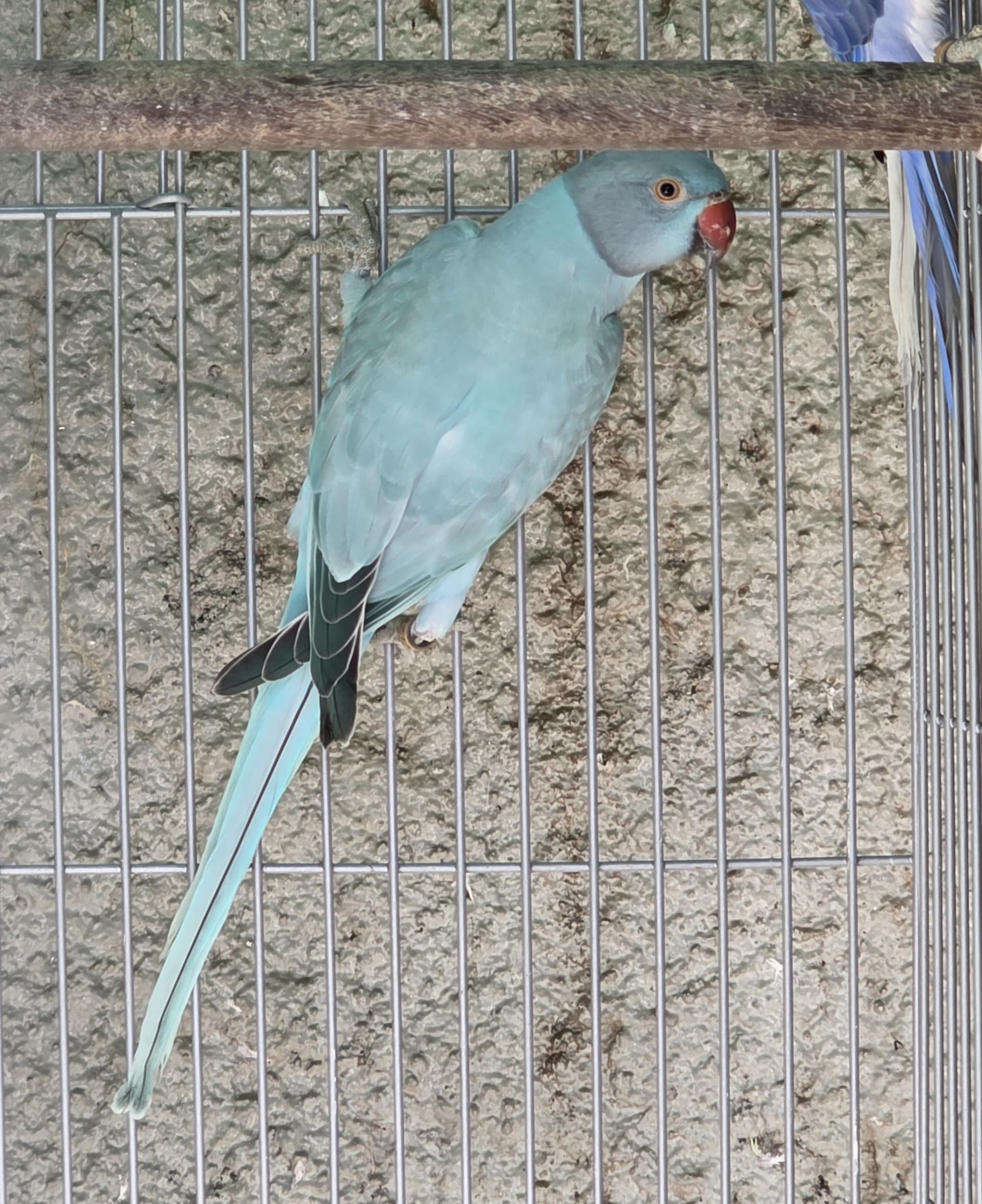 Opalina Azul / Clear