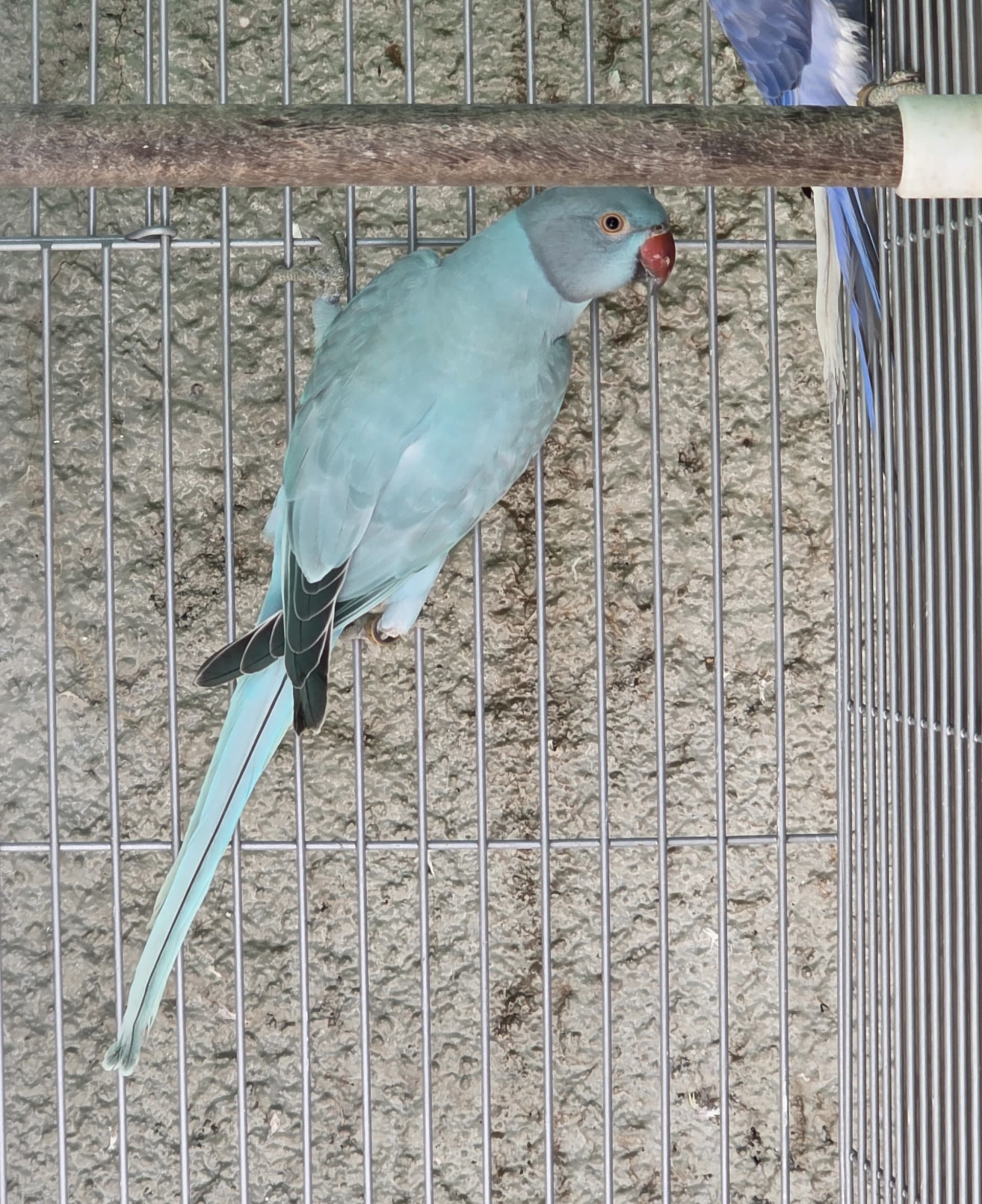 Opalina Azul / Clear