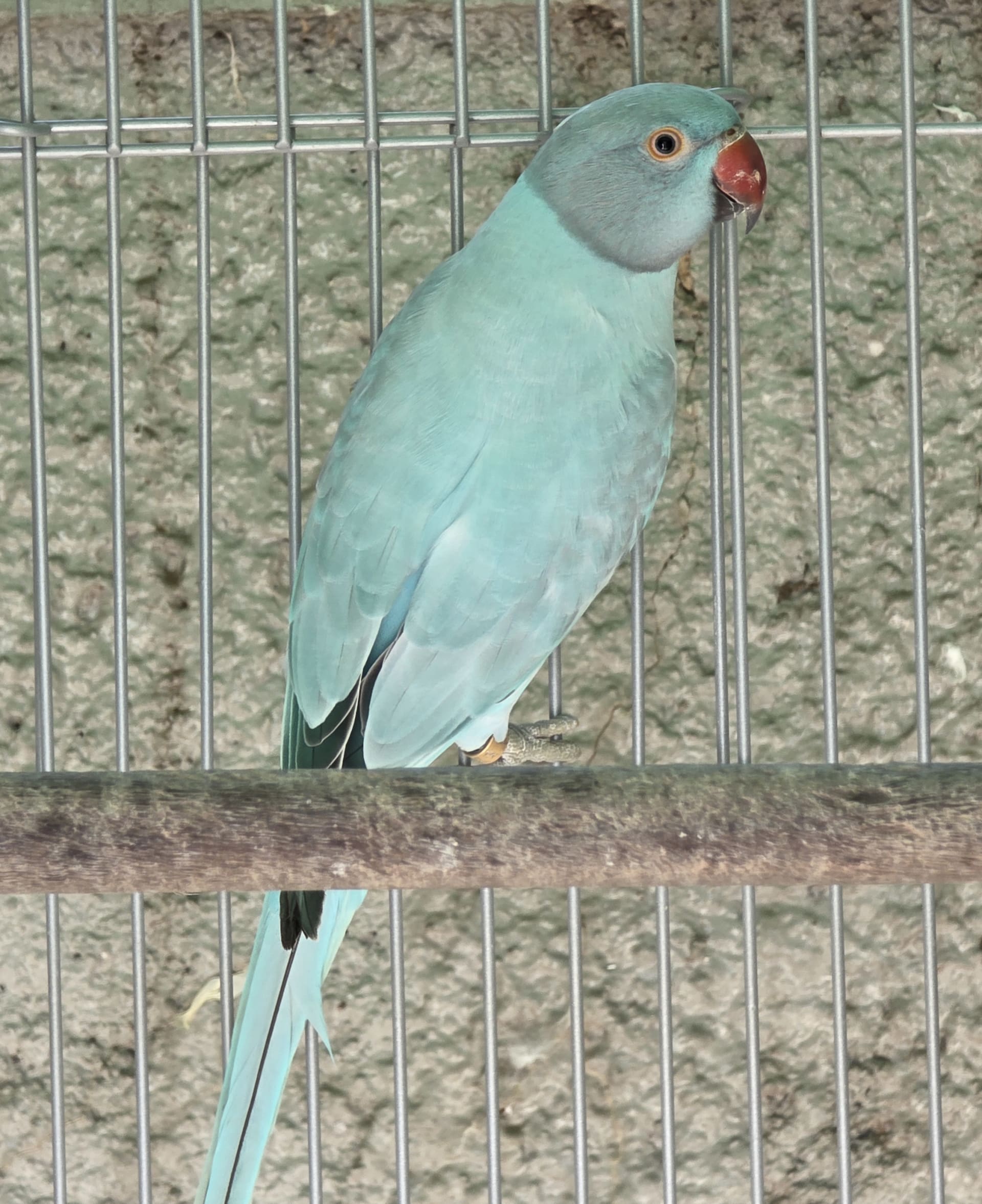 Opalina Azul / Clear