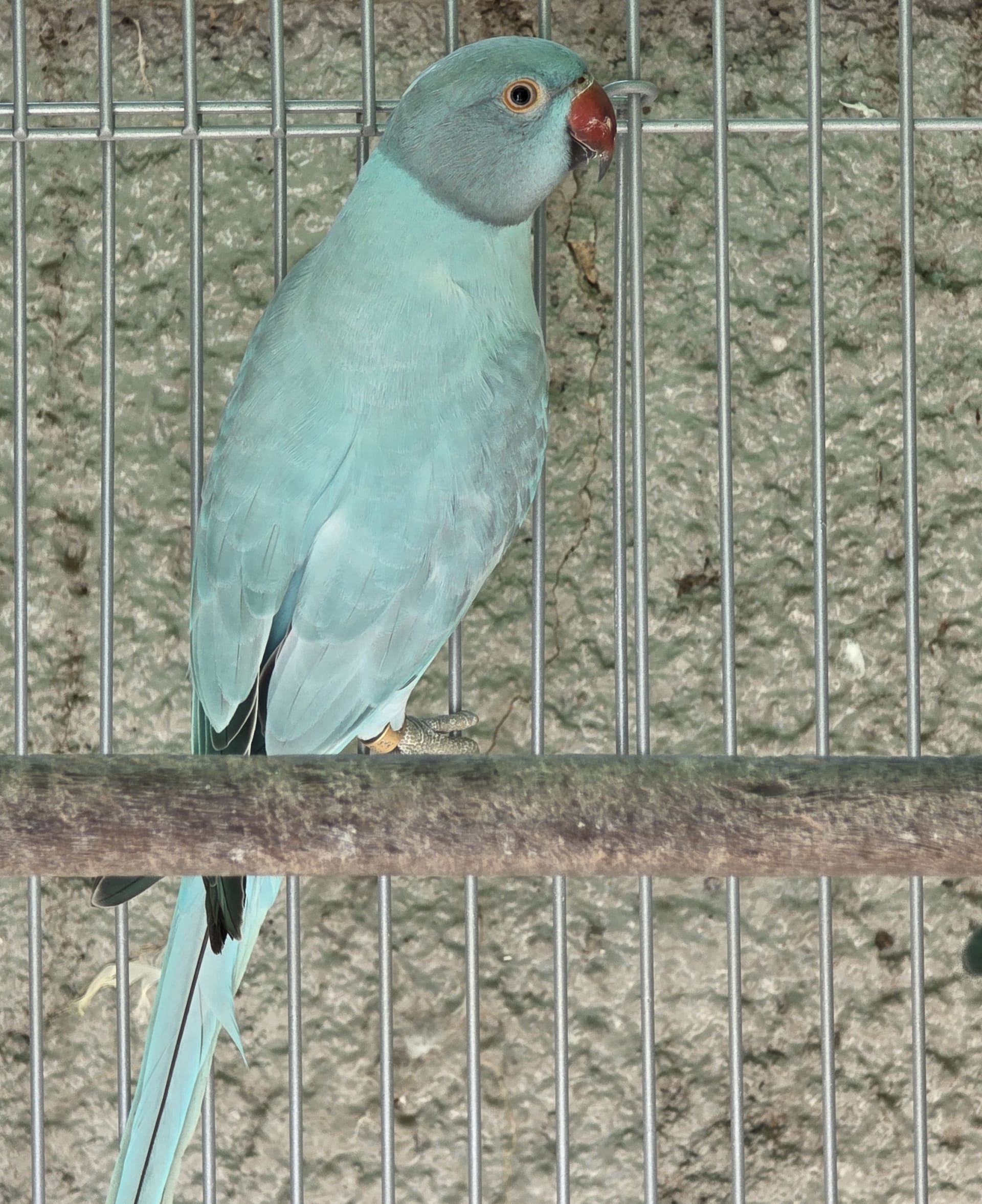 Opalina Azul / Clear