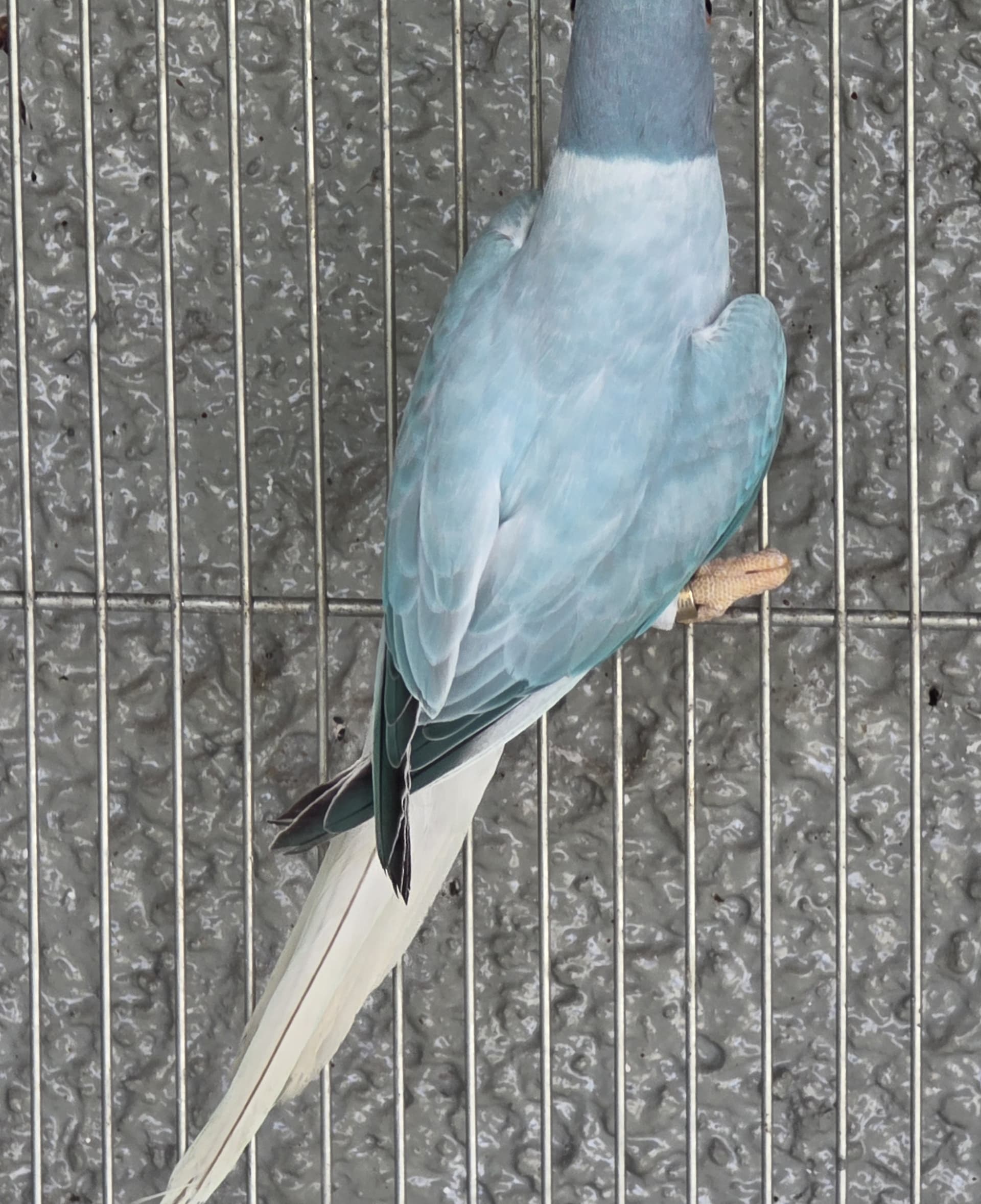Opalina Cleartail Azul 2025
