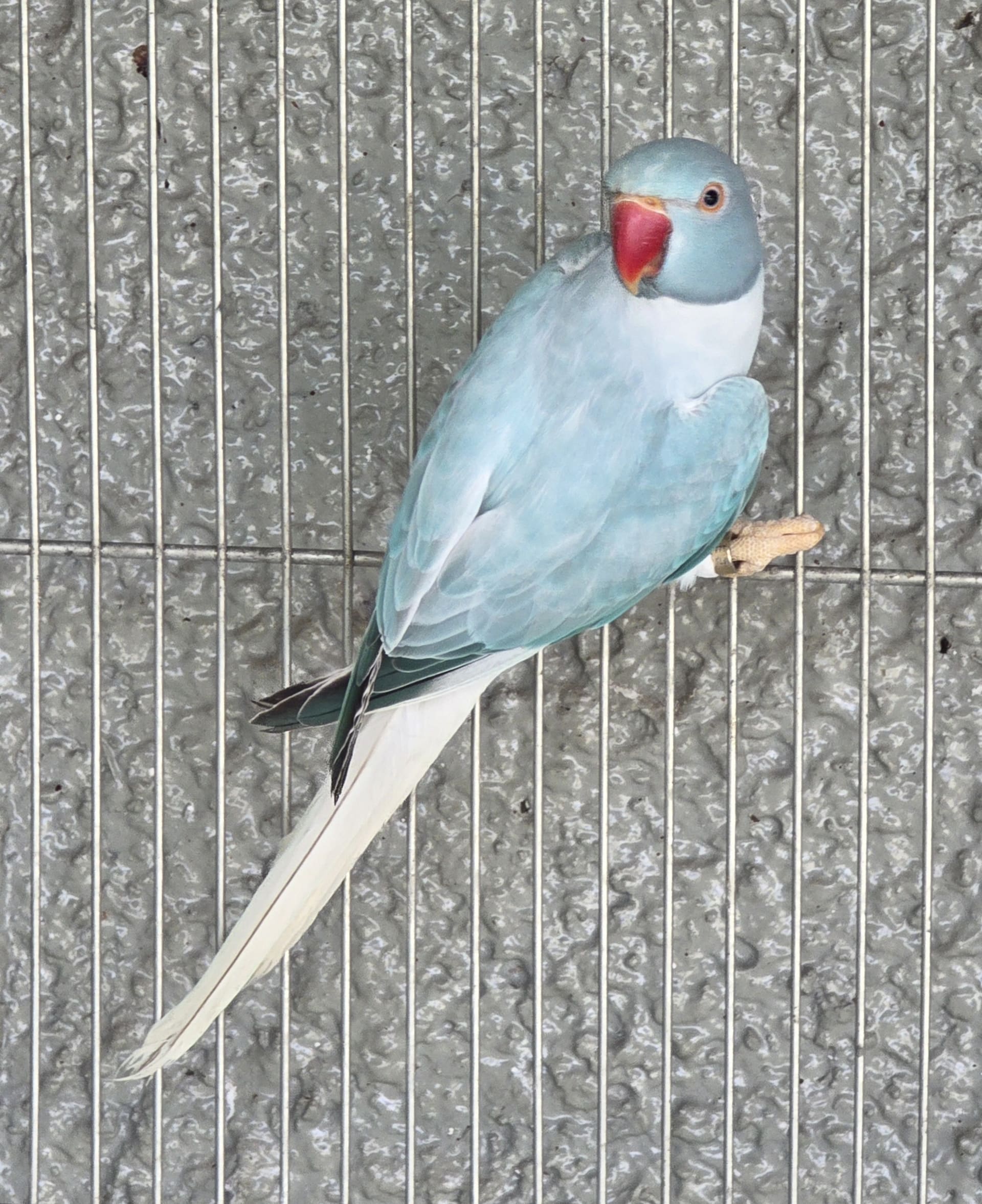Opalina Cleartail Azul 2025