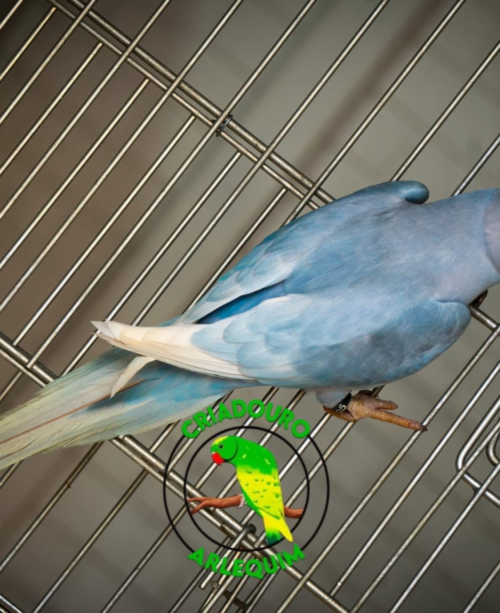 Arlequim Dominante Cobalto 