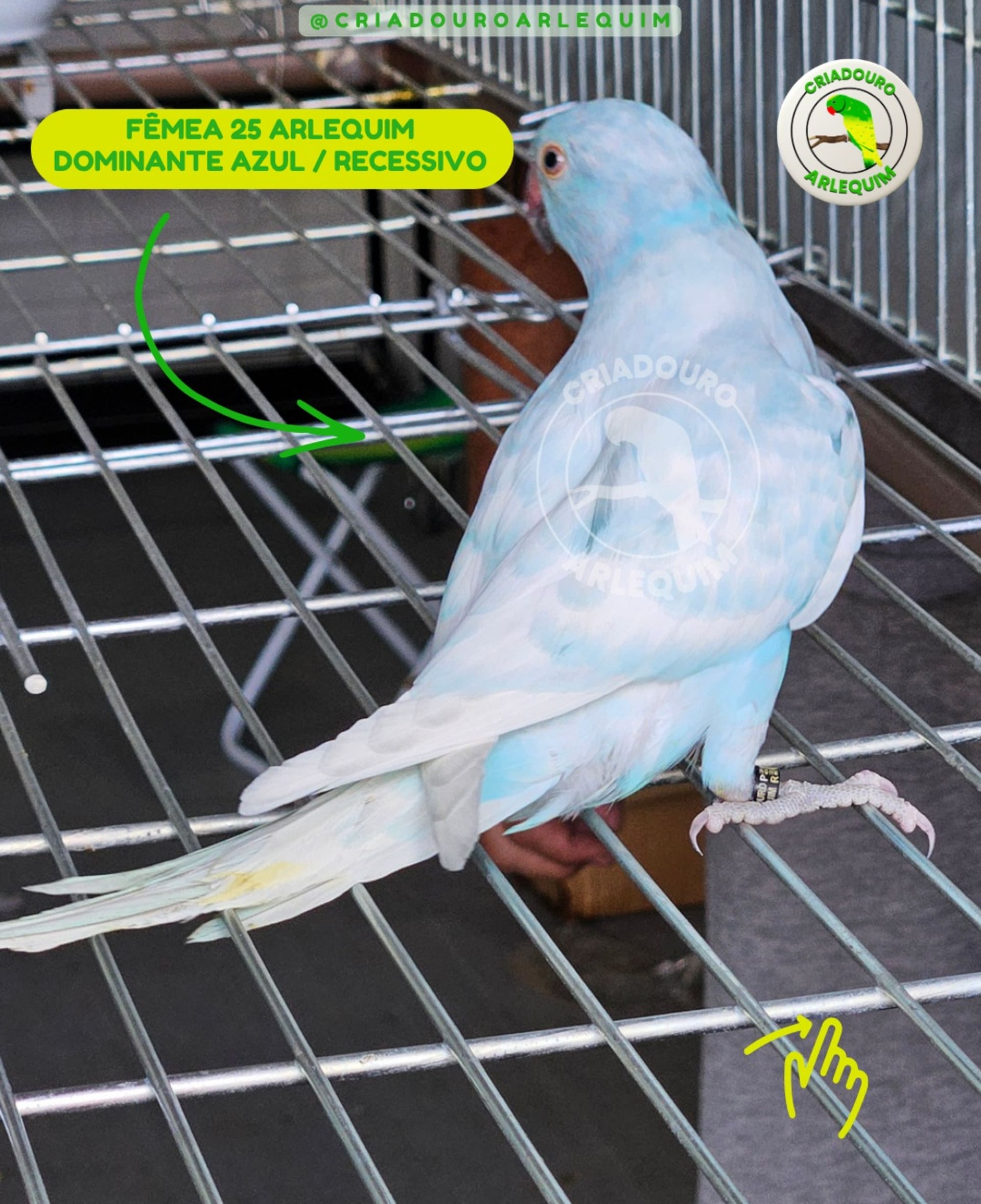 Arlequim Dominante Azul / Recessivo 
